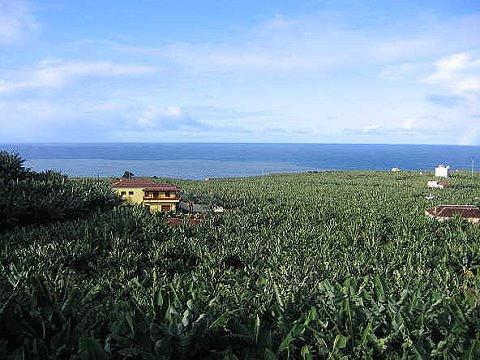 Bananen auf La Palma