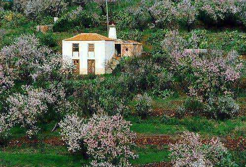 Mandelbllüte auf La Palma - hier bei Punta Gorda