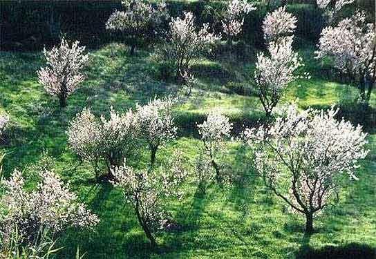 Mandelblüte auf La Palma