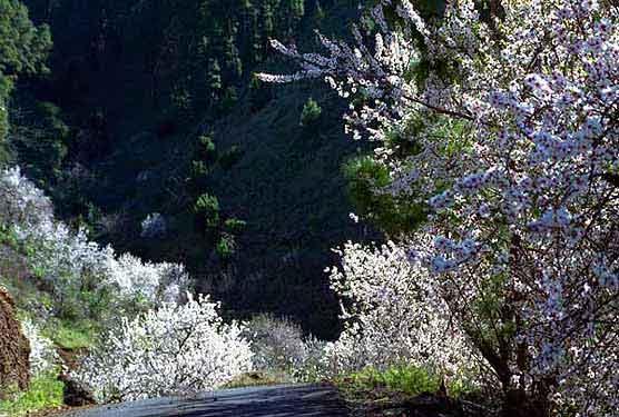 Mandelblüte auf La Palma - hier bei Tijarafe