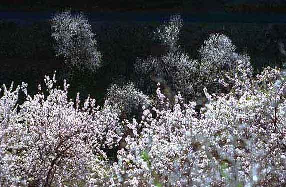 Mandelblüte auf La Palma - inseltypisch im Februar