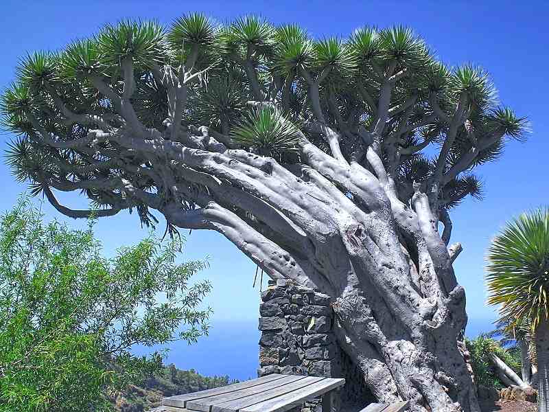 drago-ein-naturdenkmal-auf-la-palma