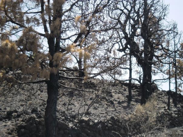 brandschäden-feuer-la-palma-2016