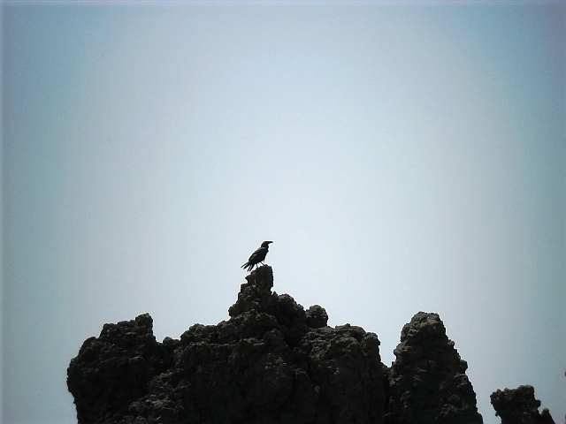 006 dohle wappenvogel la palma